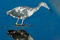 Little Blue Heron-10